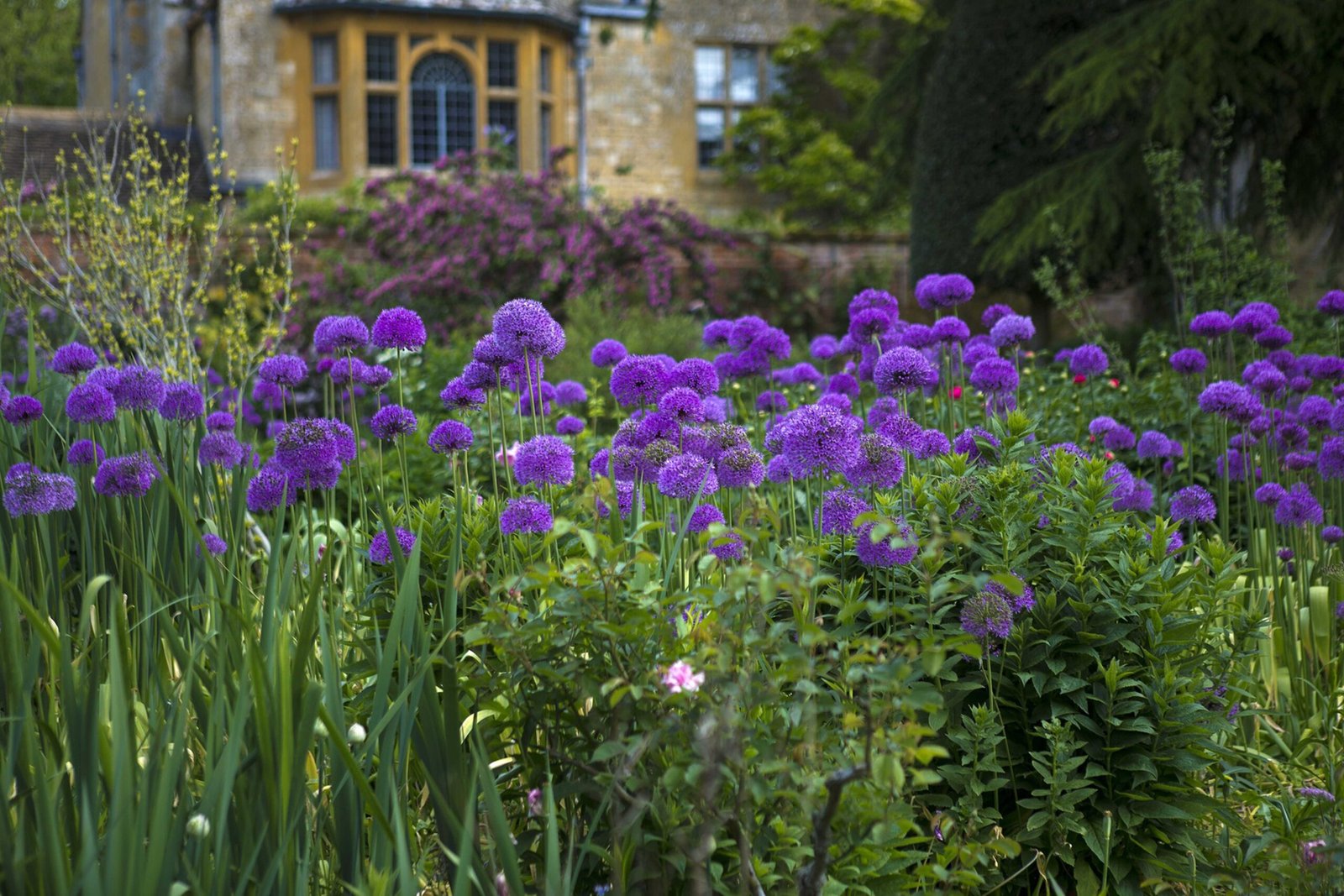 Hidcote
